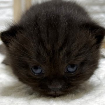 ブリティッシュショートヘア【栃木県・男の子・2025年7月22日・チョコレート】の写真「チョコレート色の男の子」