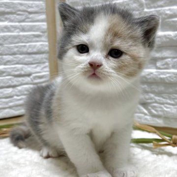 ブリティッシュショートヘア【栃木県・女の子・2025年7月12日・ダイリュートキャリコ】の写真「ダイリュートキャリコ」