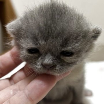 ブリティッシュショートヘア【栃木県・女の子・2025年11月9日・ブルークリーム】の写真「ブルークリームの女の子」