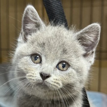 ブリティッシュショートヘア【栃木県・男の子・2025年6月25日・ブルー】の写真「ブルーの男の子（１）」