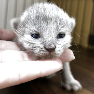 ブリティッシュショートヘア【栃木県・女の子・2025年6月9日・ブルー】の写真「ブルーの毛色が綺麗な女の子」