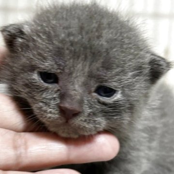 ブリティッシュショートヘア【栃木県・男の子・2025年7月26日・ブルー】の写真「ブルーの男の子（１）」