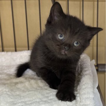 ブリティッシュショートヘア【栃木県・男の子・2025年2月1日・チョコレート】の写真「チョコレートの男の子(3)」