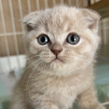 スコティッシュフォールド(折れ耳)【栃木県・男の子・2025年2月4日・クリーム】の写真「クリーム色の男の子」