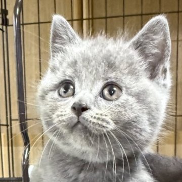 ブリティッシュショートヘア【栃木県・男の子・2025年6月25日・ブルー】の写真「ブルーの男の子（2）」