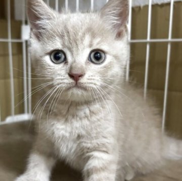 ブリティッシュショートヘア【栃木県・男の子・2025年5月31日・クリーム】の写真「クリーム色が可愛らしい男の子」