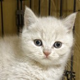 ブリティッシュショートヘア