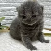 ブリティッシュショートヘア