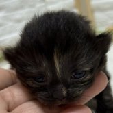 ブリティッシュショートヘア