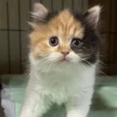 ブリティッシュロングヘア