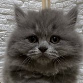 ブリティッシュロングヘア