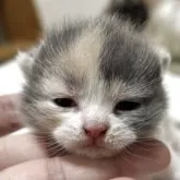 ブリティッシュショートヘア