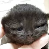 ブリティッシュロングヘア