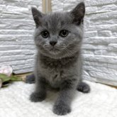 ブリティッシュショートヘア