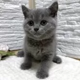 ブリティッシュショートヘア