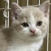 ブリティッシュショートヘア
