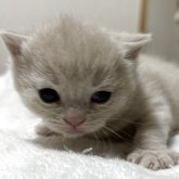 ブリティッシュショートヘア