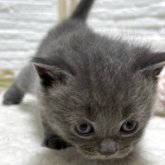 ブリティッシュショートヘア