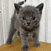 ブリティッシュショートヘア