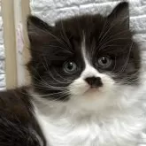 ブリティッシュロングヘア