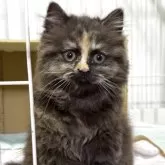 ブリティッシュロングヘア
