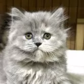 ブリティッシュロングヘア