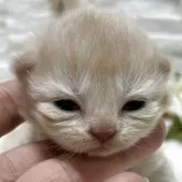 ブリティッシュロングヘア