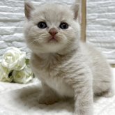 ブリティッシュショートヘア