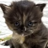 ブリティッシュショートヘア