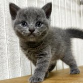 ブリティッシュショートヘア