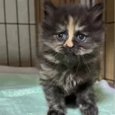 ブリティッシュロングヘア