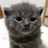 ブリティッシュショートヘア