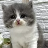 ブリティッシュロングヘア【栃木県・男の子・2025年8月16日・ブルー&ホワイト】の写真1