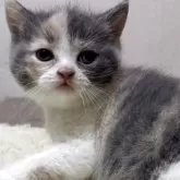 ブリティッシュショートヘア