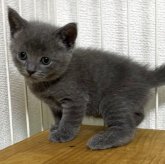 ブリティッシュショートヘア