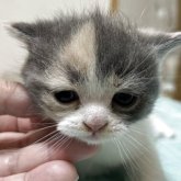 ブリティッシュショートヘア