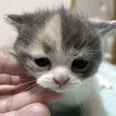 ブリティッシュショートヘア