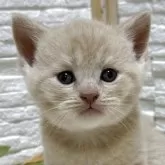 ブリティッシュショートヘア