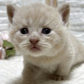 ブリティッシュショートヘア