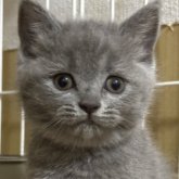 ブリティッシュショートヘア