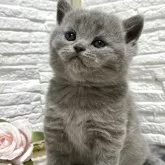 ブリティッシュショートヘア