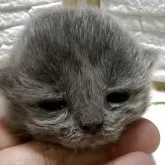 ブリティッシュショートヘア