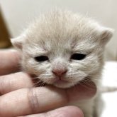 ブリティッシュショートヘア