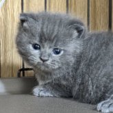 ブリティッシュショートヘア