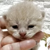 ブリティッシュショートヘア