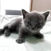 ブリティッシュショートヘア