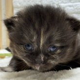 ブリティッシュショートヘア