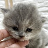 ブリティッシュショートヘア
