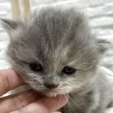 ブリティッシュショートヘア