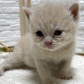 ブリティッシュショートヘア